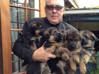 Sven with the puppies